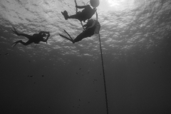 Top-One-Diving-15
