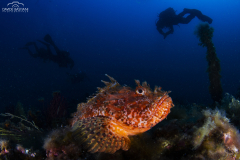 2020 - 28 Giugno - Isole Tremiti