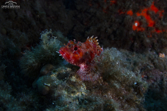 Bastiani-Davide-Photographer-19