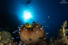 2021 - 21-29 Agosto - Sharm El Sheikh Expedition