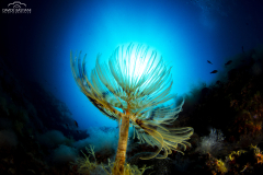 2022 - 02-05 Giugno - Isole Tremiti